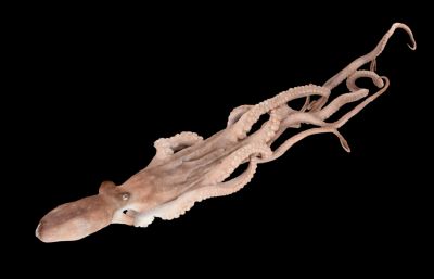 游动的章鱼写实3D模型