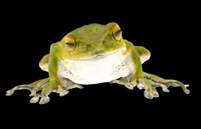 写实树蛙,青蛙3D模型