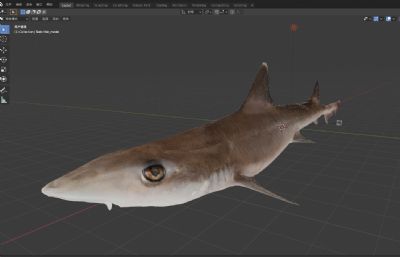 灰星鲨,灰鲨写实模型