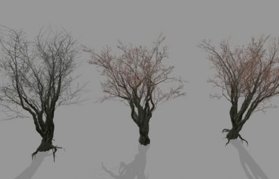 三棵树,古树,枯树3D模型,obj,glb格式