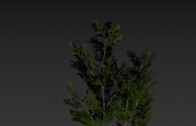树木,小树3D模型