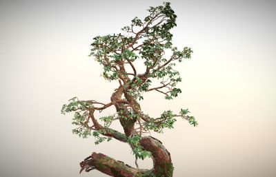 写实黑钩叶浆果鹃树blender模型