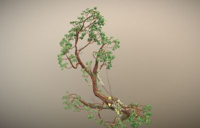 写实黑钩叶浆果鹃树blender模型