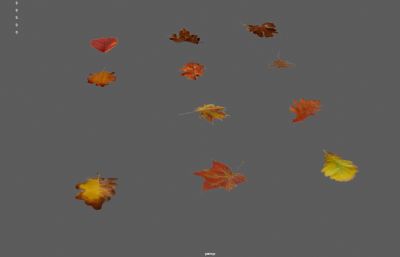 秋叶,树叶,落叶植物3dmax模型