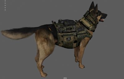 搜救犬,缉毒犬,拆弹犬,德牧军犬警犬3dmaya模型,已塌陷