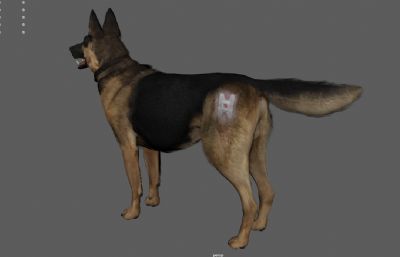 受伤的拆弹犬,警犬,缉毒犬,狼狗3dmaya模型