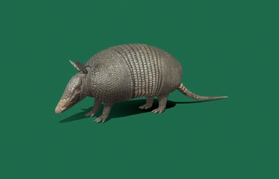 写实宽纹裸尾犰狳,铠鼠,食蚁兽3dmaya模型