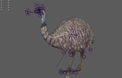 非洲鸵鸟,野生非洲动物3dmaya模型