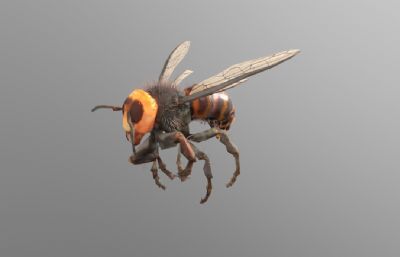 蜜蜂,黄蜂,马蜂,工蜂3dmaya模型