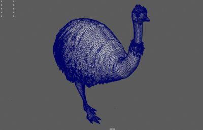 非洲鸵鸟,野生非洲动物3dmaya模型
