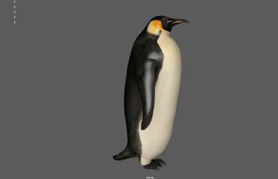 帝企鹅,南极大企鹅,大脚企鹅3dmaya模型,已塌陷