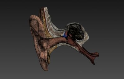 耳朵内外结构3dmax模型