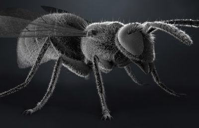 黄蜂昆虫