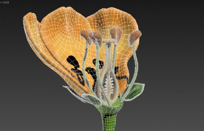 花朵剖面 花瓣剖面 植物花蕊花苞剖面结构3D模型