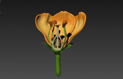 花朵剖面 花瓣剖面 植物花蕊花苞剖面结构3D模型