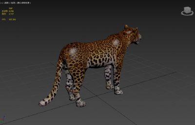 写实豹子max,fbx模型