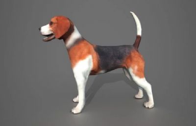 比格犬,比格小狗3dmax模型