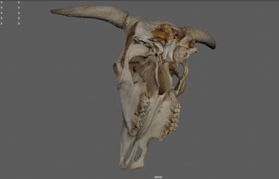 牛头骨 动物头骨 头骨化石