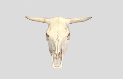 牛头骨 动物头骨 头骨化石