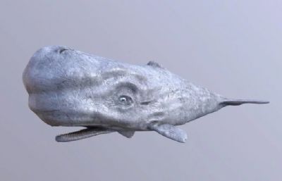 写实白抹香鲸3dmax模型
