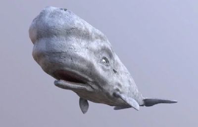 写实白抹香鲸3dmax模型