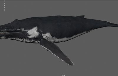 巨型深海鲸鱼 蓝鲸 水生物鱼类