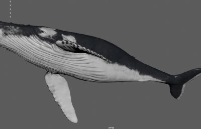 巨型深海鲸鱼 蓝鲸 水生物鱼类