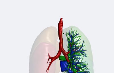 人体肺部+动脉+静脉+肺部血管+病变肿瘤。