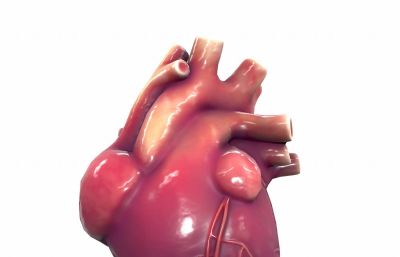 卡通人类心脏3dmax模型