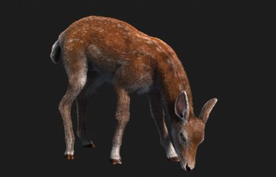 小鹿,写实梅花鹿3dmax模型
