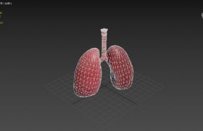 肺部呼吸系统