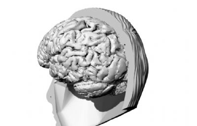 带大脑的人类头部stl模型