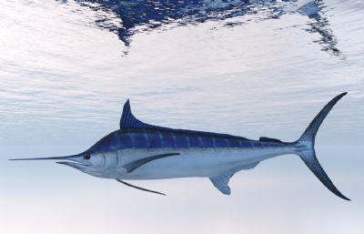 写实蓝鳍金枪鱼3dmax模型