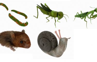 大青虫,蝗虫,螳螂,仓鼠,蜗牛动物组合模型