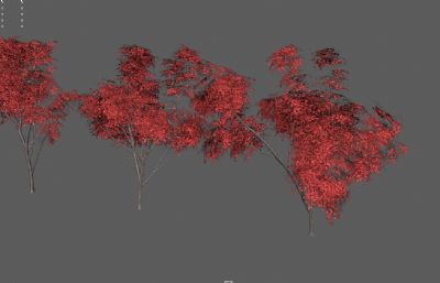 秋天的枫树,日本红枫,游戏枫树