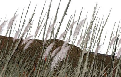清晨露珠芦苇在微风中摇曳场景3dmax模型
