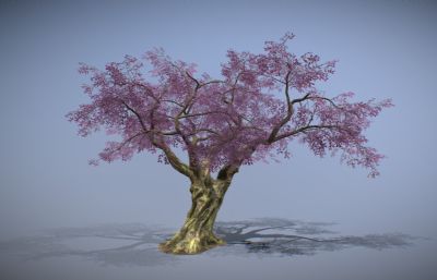 樱花树,大树古树,粉色树