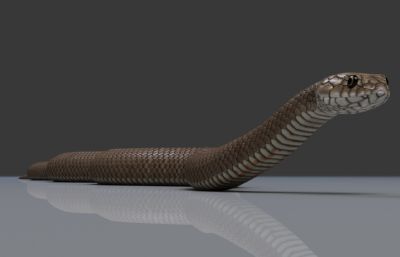 PBR写实东部拟眼镜蛇3dmax模型,带绑定,带25套姿态和游动动画