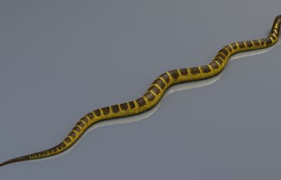写实澳洲虎蛇max,fbx模型,有绑定,25套姿态和游动动画