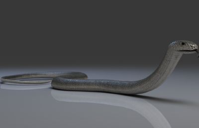 PBR黑曼巴蛇3dmax模型,有绑定,20套姿态和动画