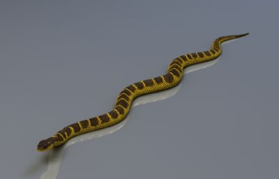 写实澳洲虎蛇max,fbx模型,有绑定,25套姿态和游动动画