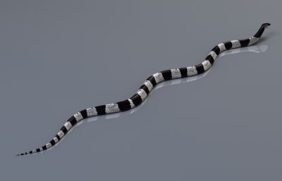 PBR写实马来环蛇,有绑定,25套姿态和动画