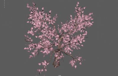 樱花树,春节桃树,盛开桃花