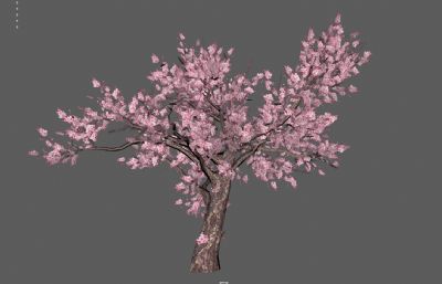 樱花树,春节桃树,盛开桃花