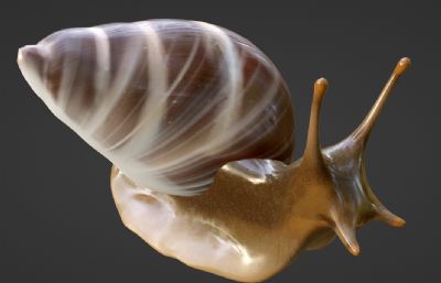 写实大蜗牛blender模型
