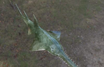 写实绿锯鳐,鳐鱼3dmax模型