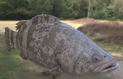 巨型石斑鱼3dmax模型