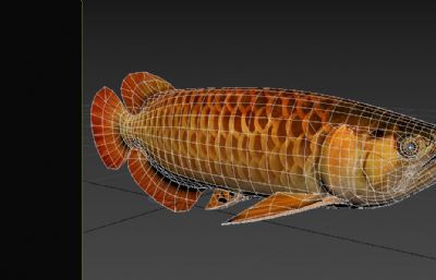 过背金龙鱼3dmax模型