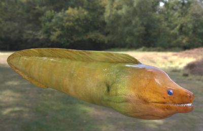黄绿色海鳝,鳗鱼3dmax模型