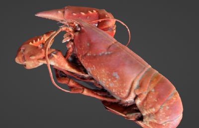 写实龙虾blender模型,4K贴图